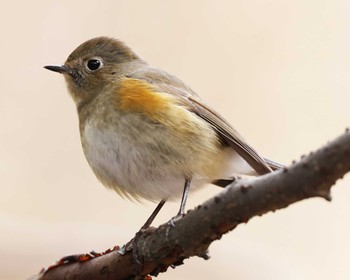 Red-flanked Bluetail Mikiyama Forest Park Sat, 2/10/2024