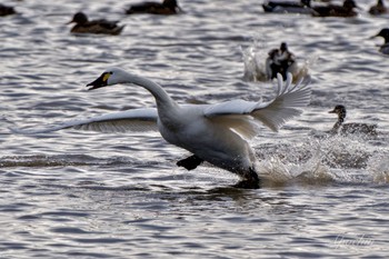 Tundra Swan x Tundra Swan(columbianus) 東庄県民の森 Wed, 1/3/2024