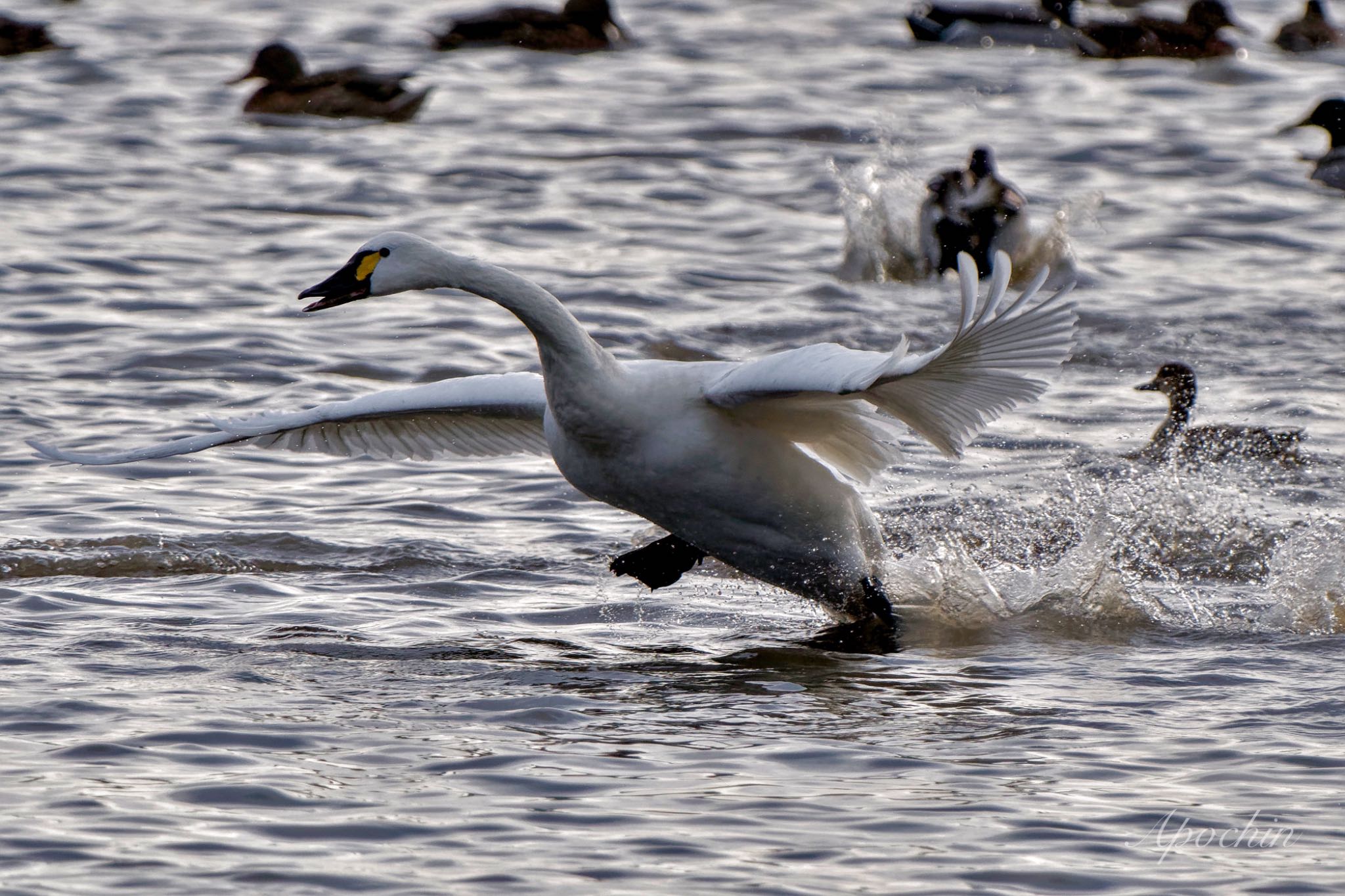 Photo of Tundra Swan x Tundra Swan(columbianus) at 東庄県民の森 by アポちん