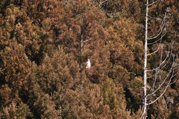 クマタカ 四万温泉(四万川) 2024年2月10日(土)