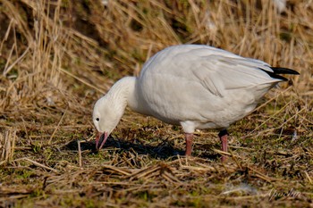 Snow Goose 夏目の堰 (八丁堰) Sat, 2/10/2024