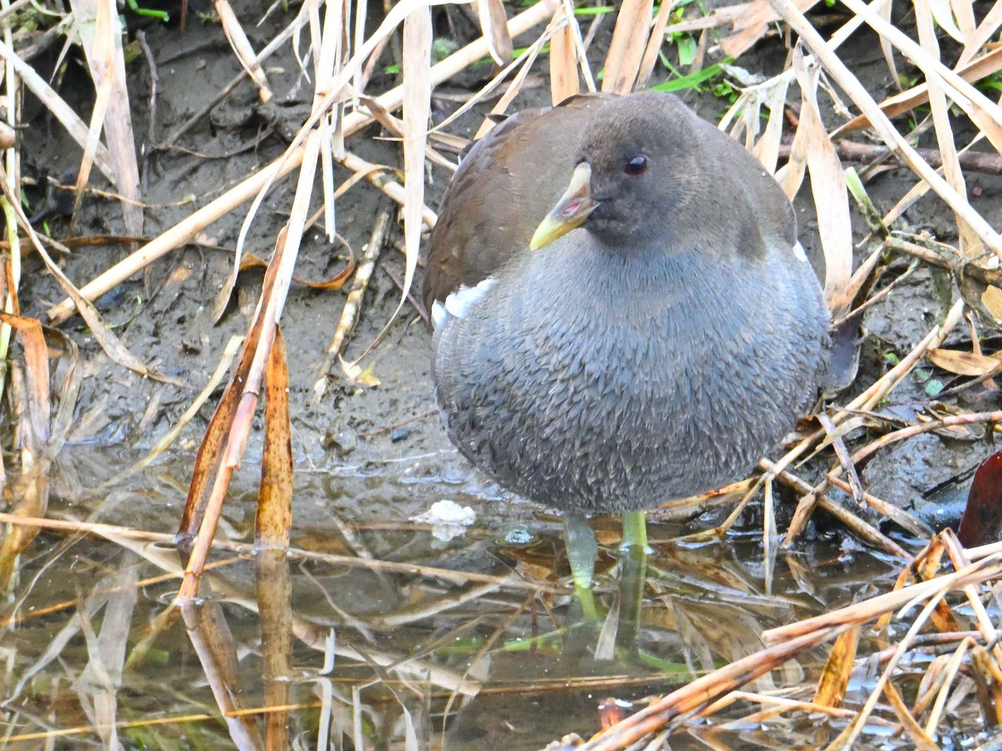 Common Moorhen