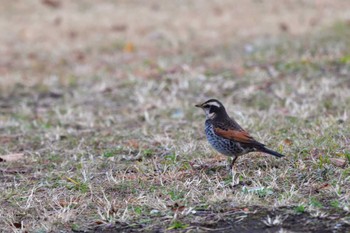 ツグミ 長浜公園 2024年2月8日(木)