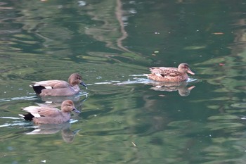 オカヨシガモ 長浜公園 2024年2月8日(木)