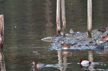 Long-billed Plover Nagahama Park Thu, 2/8/2024