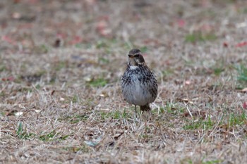 ツグミ 長浜公園 2024年2月8日(木)