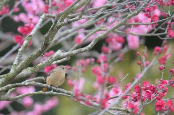 Daurian Redstart 香川県 Sat, 2/10/2024