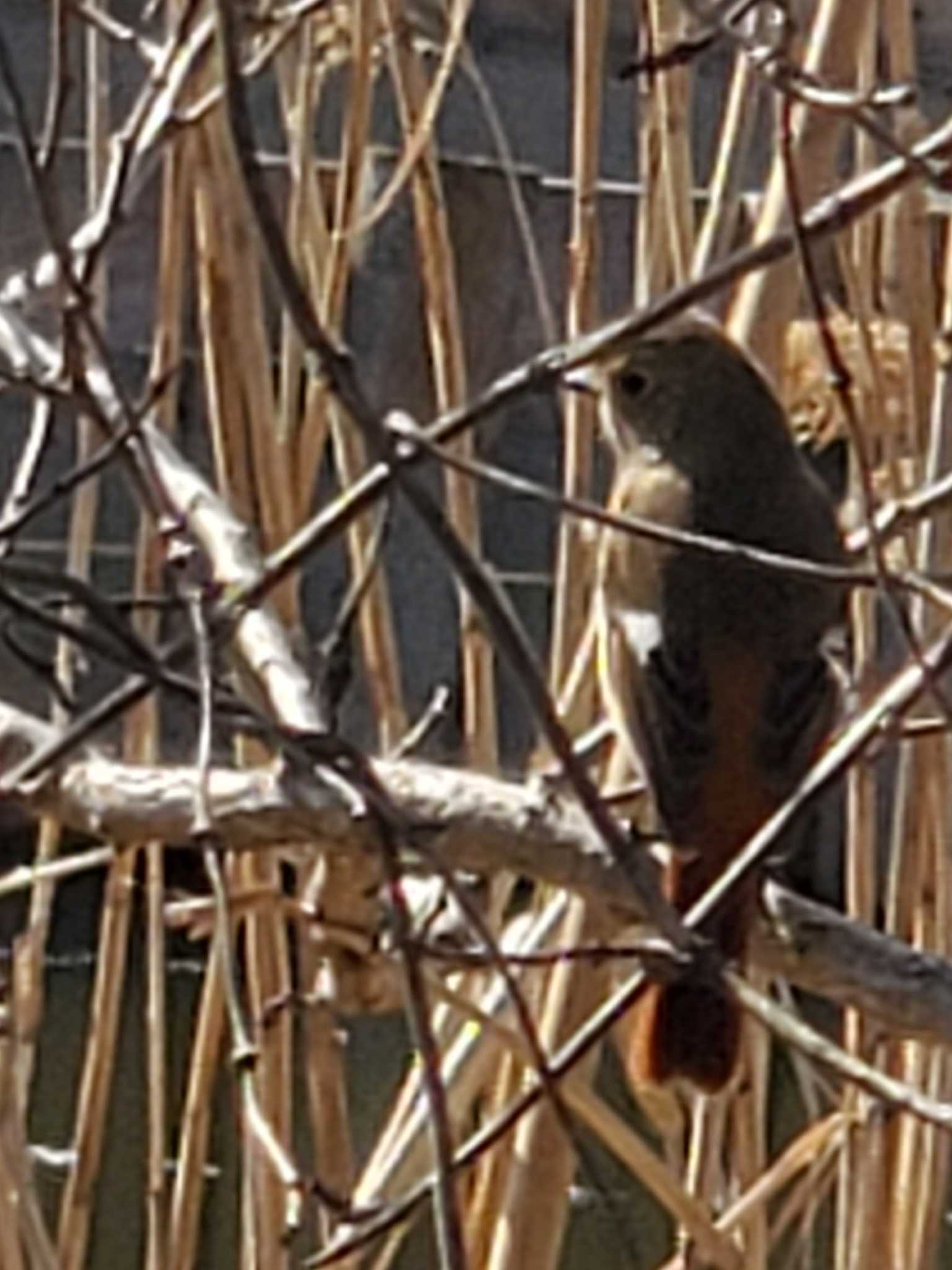 Daurian Redstart