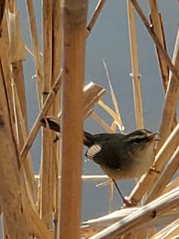 Japanese Bush Warbler Teganuma Sat, 2/10/2024