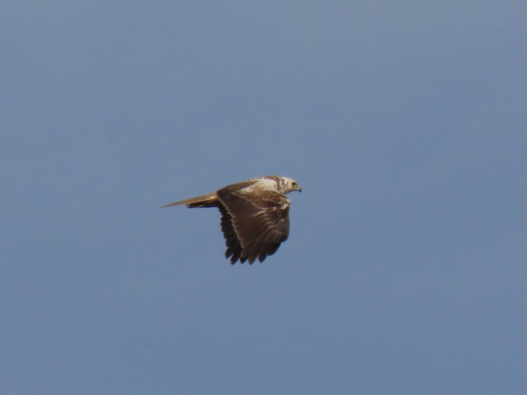 Eastern Marsh Harrier