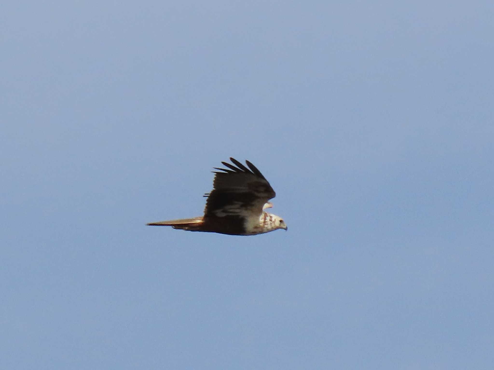 Eastern Marsh Harrier