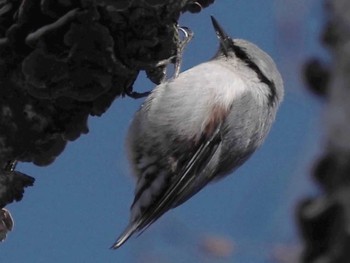 Eurasian Nuthatch(asiatica) 帯広農業高校・帯広畜産大学周辺 Mon, 1/29/2024