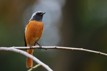 Daurian Redstart 東京都多摩地域 Tue, 11/15/2016