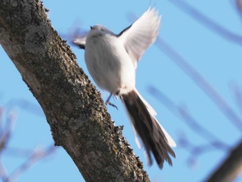 Long-tailed tit(japonicus) 帯広農業高校・帯広畜産大学周辺 Mon, 1/29/2024