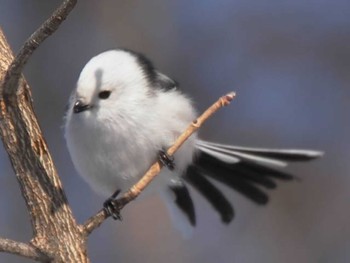 Long-tailed tit(japonicus) 帯広農業高校・帯広畜産大学周辺 Mon, 1/29/2024