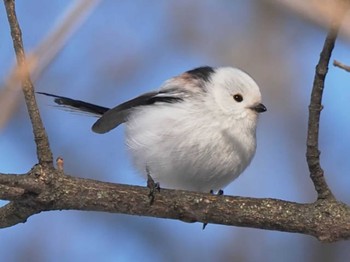 Long-tailed tit(japonicus) 帯広農業高校・帯広畜産大学周辺 Mon, 1/29/2024