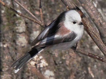 Long-tailed tit(japonicus) 帯広農業高校・帯広畜産大学周辺 Mon, 1/29/2024