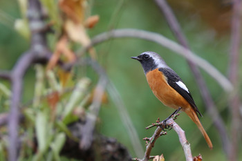 Daurian Redstart 東京都多摩地域 Tue, 11/15/2016