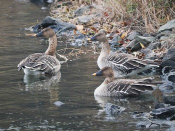 Tundra Bean Goose 多礼ダム(福岡県) Wed, 1/24/2024