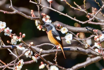 Daurian Redstart Hama-rikyu Gardens Thu, 2/8/2024