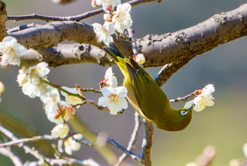 Warbling White-eye Hama-rikyu Gardens Thu, 2/8/2024