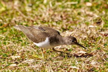 Common Sandpiper Hama-rikyu Gardens Thu, 2/8/2024