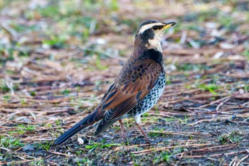 Dusky Thrush Hama-rikyu Gardens Thu, 2/8/2024