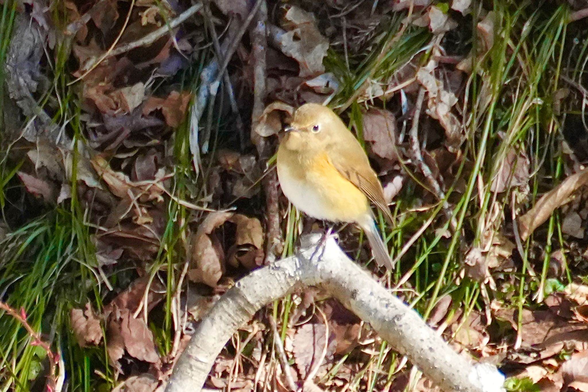 Red-flanked Bluetail