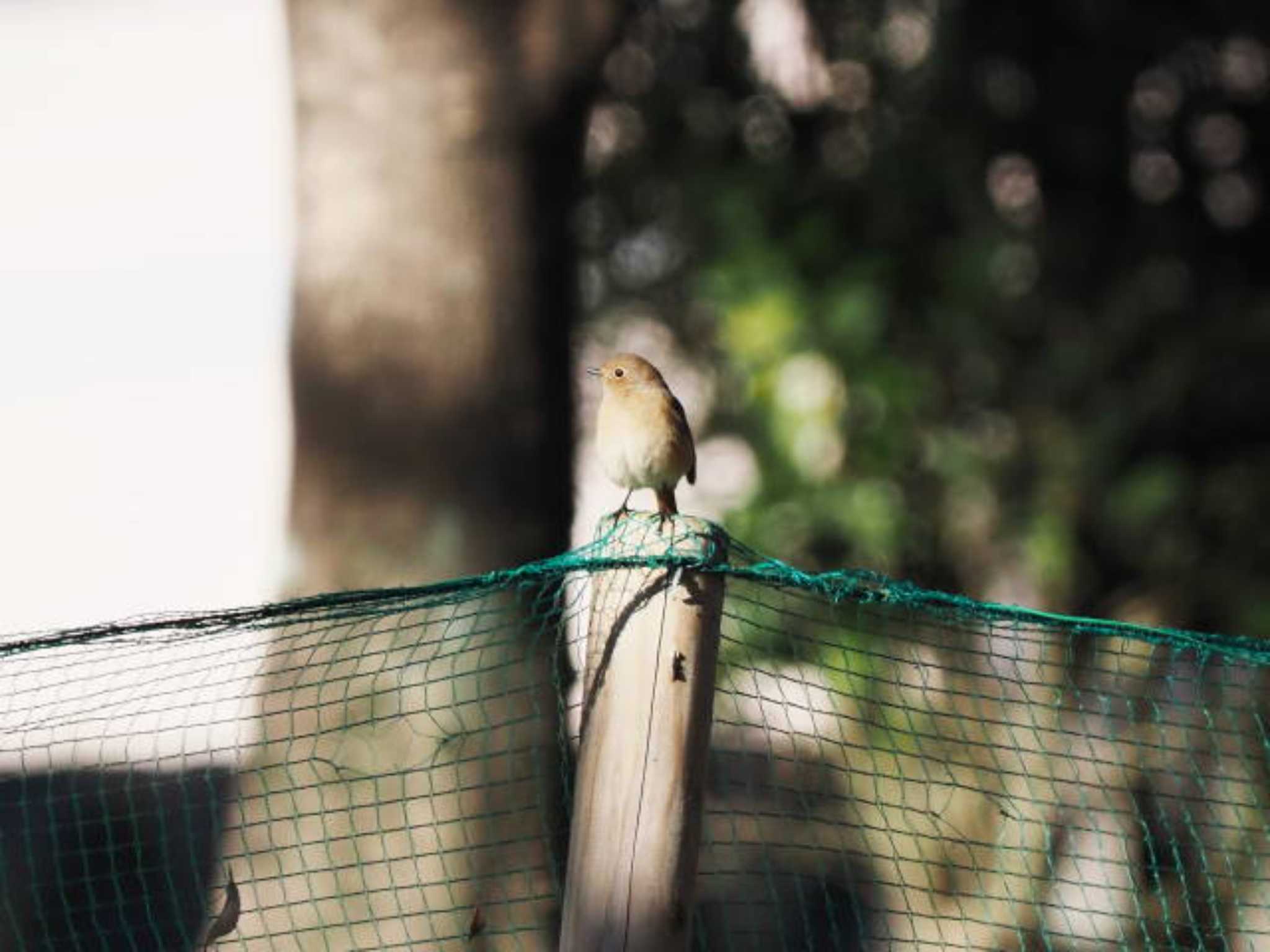 Daurian Redstart