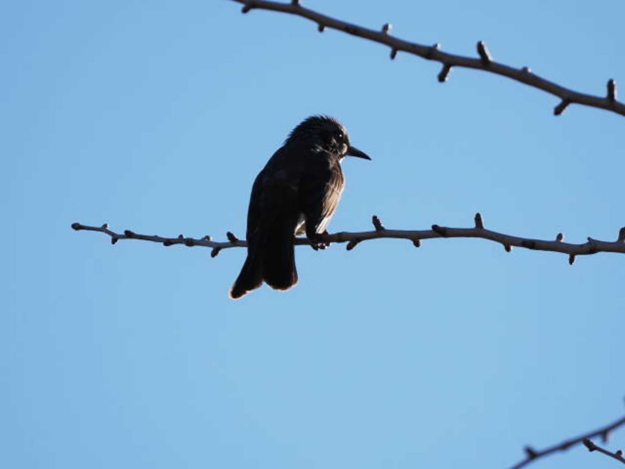 Brown-eared Bulbul