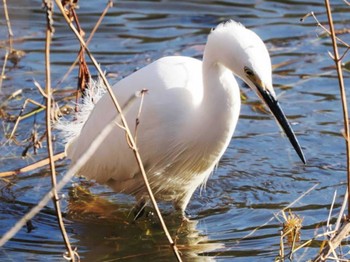 Little Egret 福岡県営春日公園(春日市) Tue, 1/2/2024