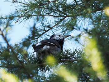 White-cheeked Starling 福岡県営春日公園(春日市) Tue, 1/2/2024