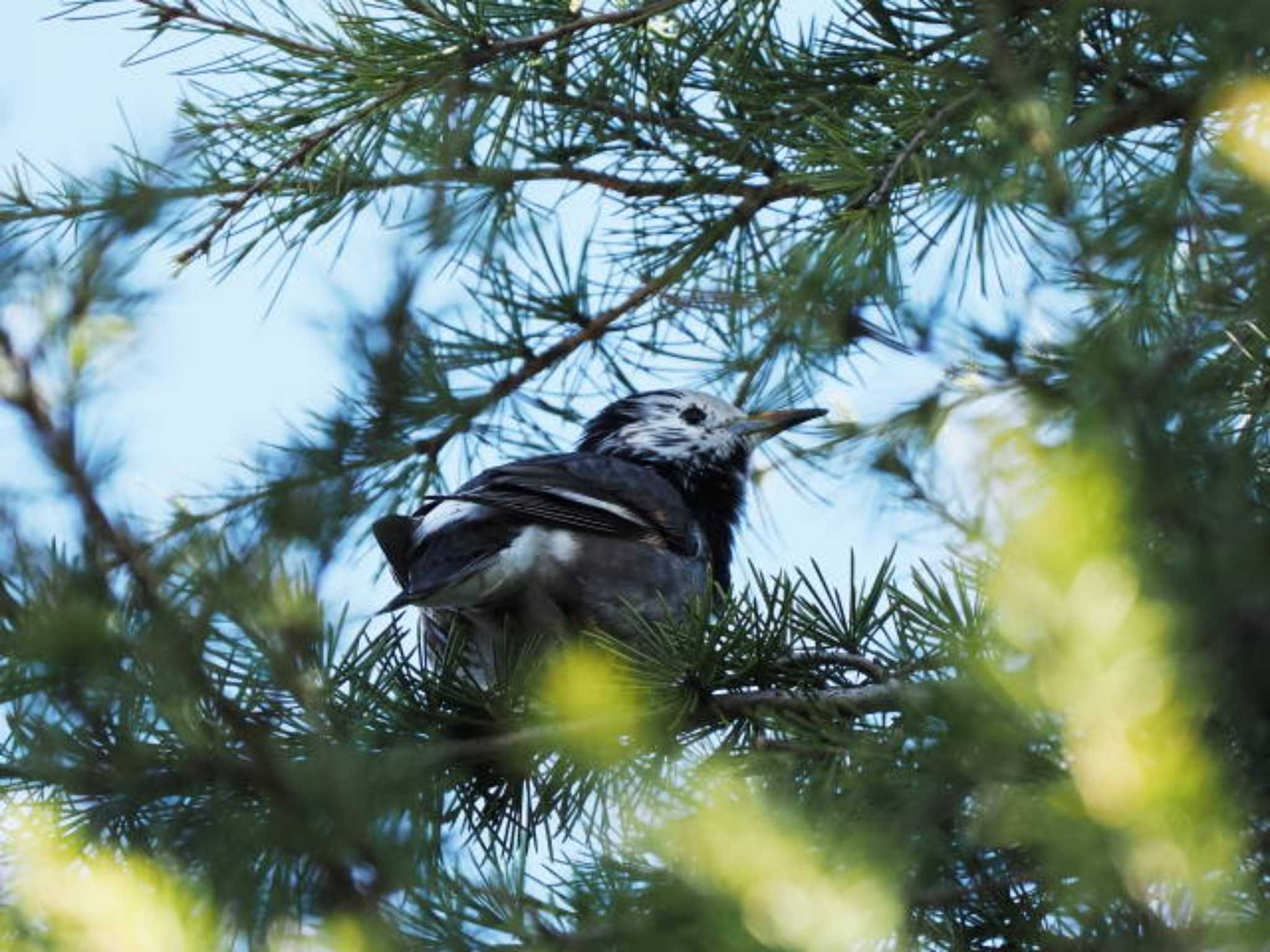 White-cheeked Starling