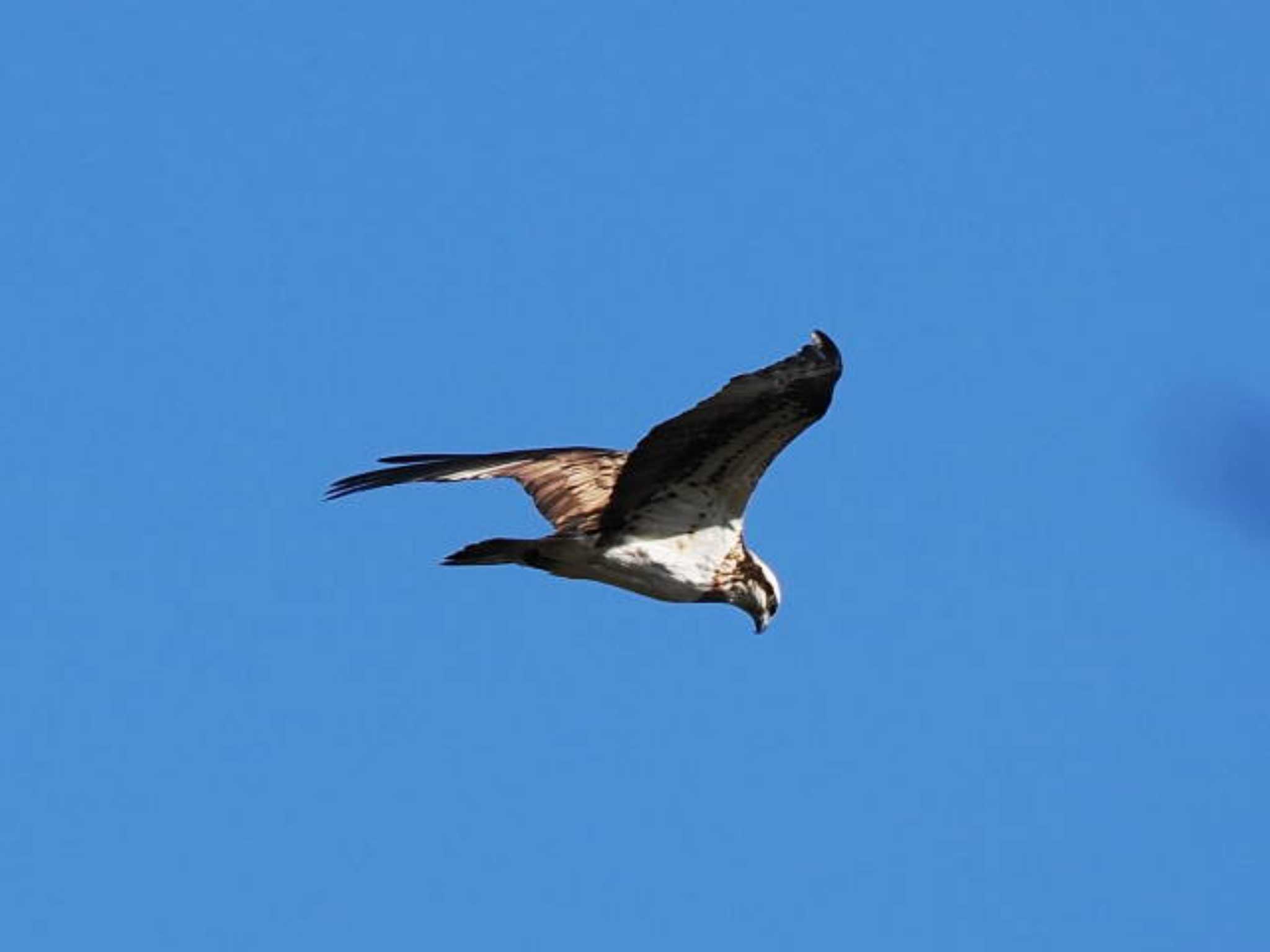 Osprey