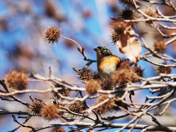 Brambling 福岡県営春日公園(春日市) Tue, 1/2/2024