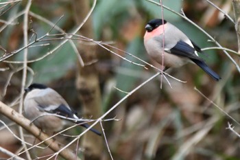 ウソ 舞岡公園 2024年2月9日(金)