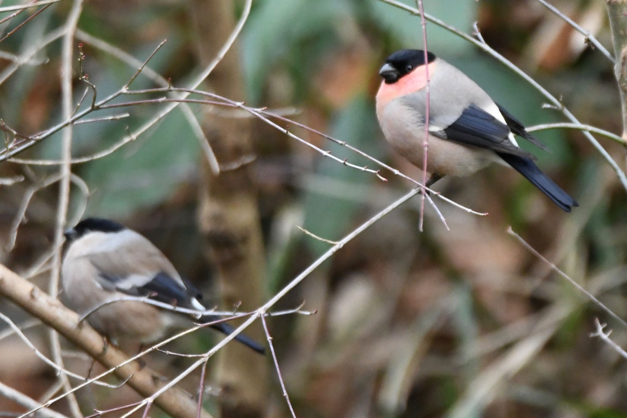 Photo of Eurasian Bullfinch at Maioka Park by ビルM