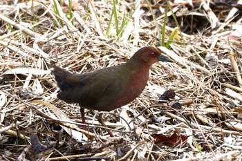 Ruddy-breasted Crake Maioka Park Fri, 2/9/2024