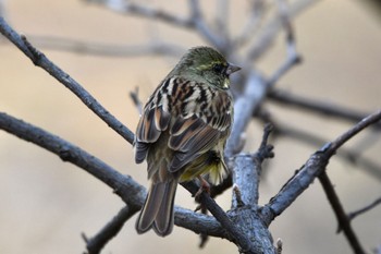 Masked Bunting Maioka Park Fri, 2/9/2024