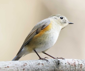 Red-flanked Bluetail Mikiyama Forest Park Sat, 2/10/2024