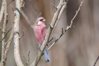 Siberian Long-tailed Rosefinch 四万温泉(四万川) Sat, 2/10/2024