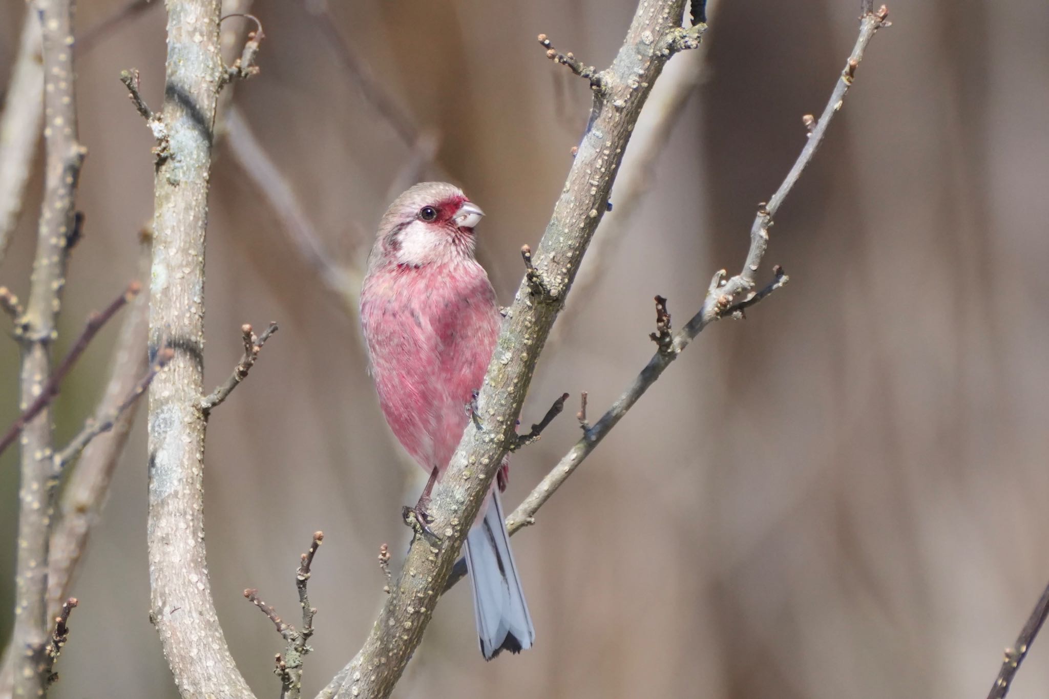 Siberian Long-tailed Rosefinch