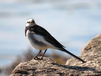 White Wagtail Osaka castle park Sat, 2/10/2024