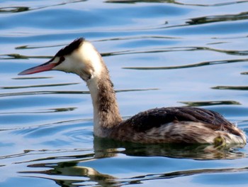 カンムリカイツブリ 大阪城公園 2024年2月10日(土)