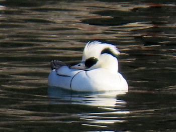 Smew Osaka castle park Sat, 2/10/2024