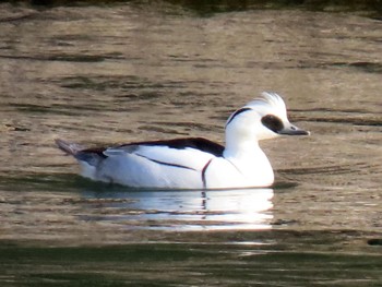 Smew Osaka castle park Sat, 2/10/2024