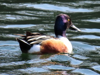 Northern Shoveler Osaka castle park Sat, 2/10/2024