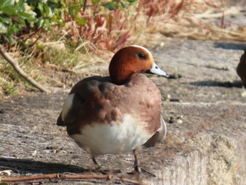 Eurasian Wigeon Osaka castle park Sat, 2/10/2024