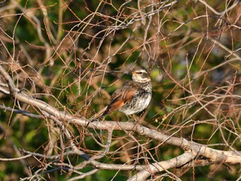 ツグミ 東京港野鳥公園 2024年2月10日(土)