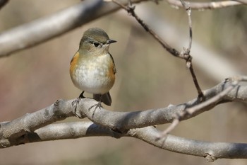 Sat, 2/3/2024 Birding report at 東京都立桜ヶ丘公園(聖蹟桜ヶ丘)